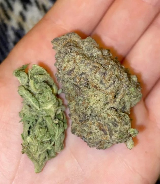 indoor vs outdoor weed 3 - Indoor vs. Outdoor Weed: A Visual Guide