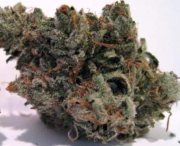 l a confidential marijuana strain review 3 - L.A. Confidential Marijuana Strain Review