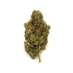 Lemon Tart – Sativa BULK