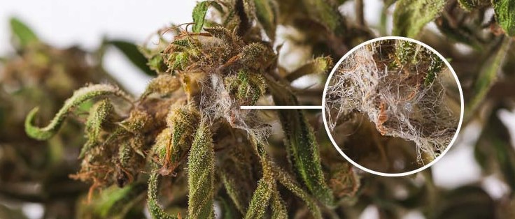 moldy cannabis 13 - What to Do With Moldy Cannabis