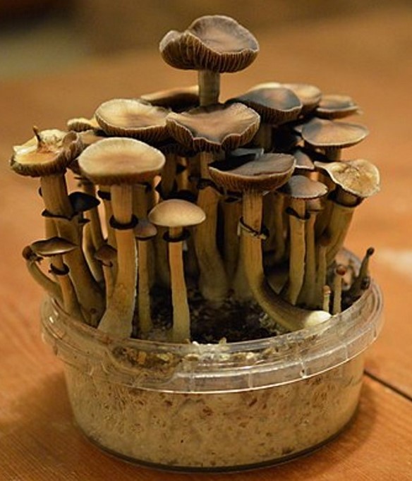 psilocybin and ptsd a promising solution 2 - Psilocybin and PTSD: A Promising Solution?