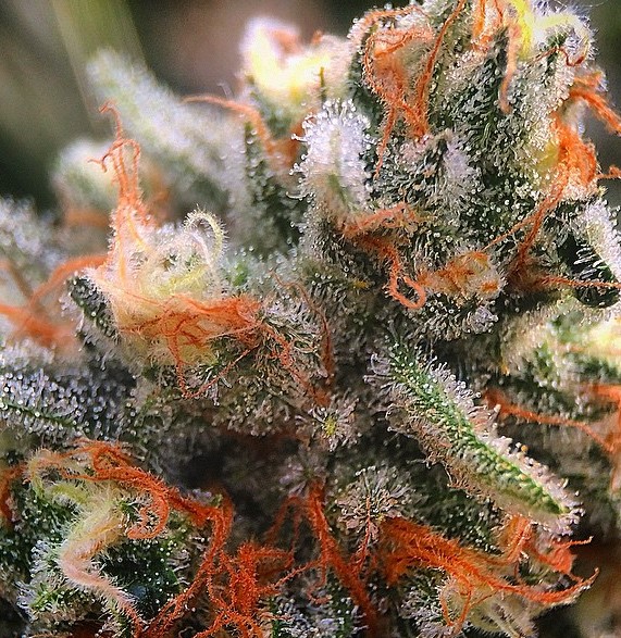 sweet tooth marijuana strain review 3 - Sweet Tooth Marijuana Strain Review