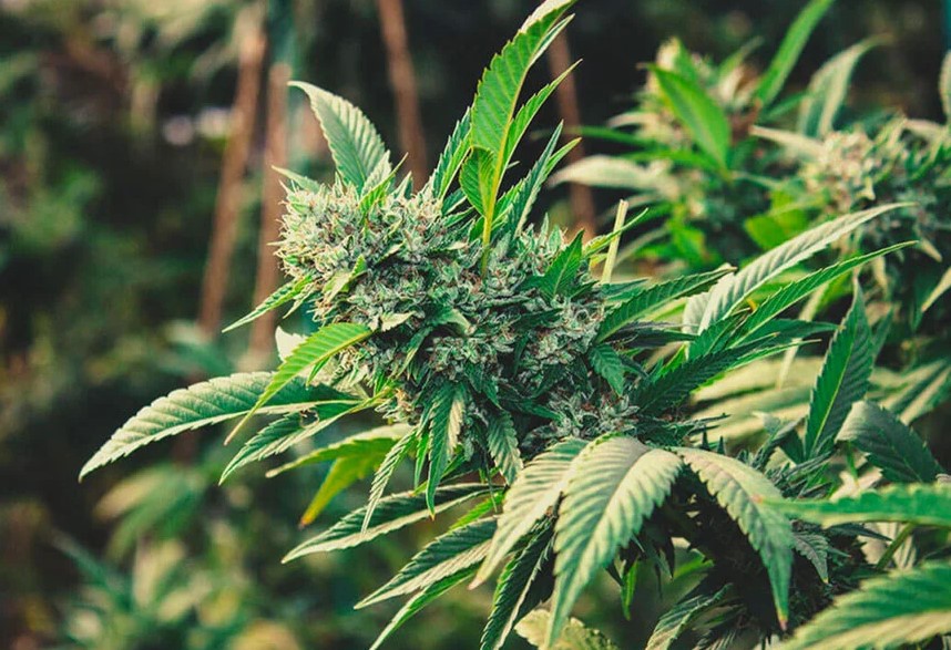 what does organic marijuana mean 14 - Organic Marijuana: What Makes it Special?