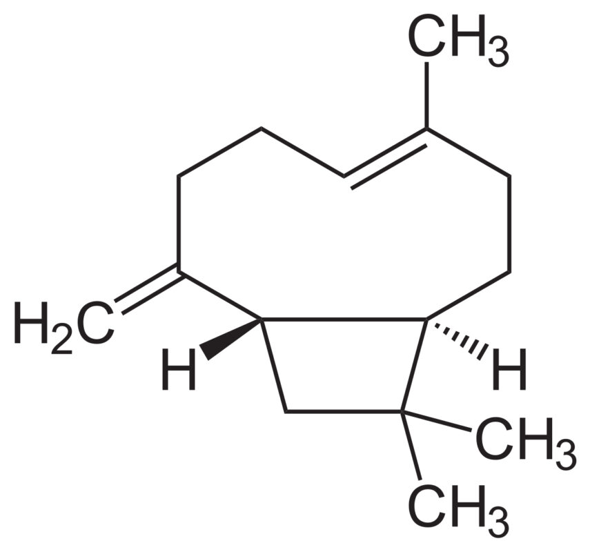 what is сaryophyllene 2 855x800 - What is Сaryophyllene?