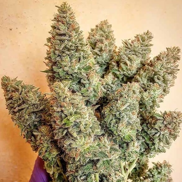 what is kush marijuana and kush effect 2 - What is Kush Marijuana and Kush Effect