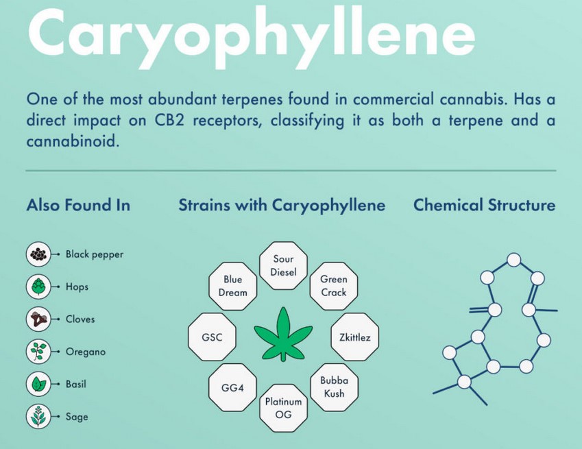 What is Сaryophyllene? what is сaryophyllene 3 - What is Сaryophyllene?